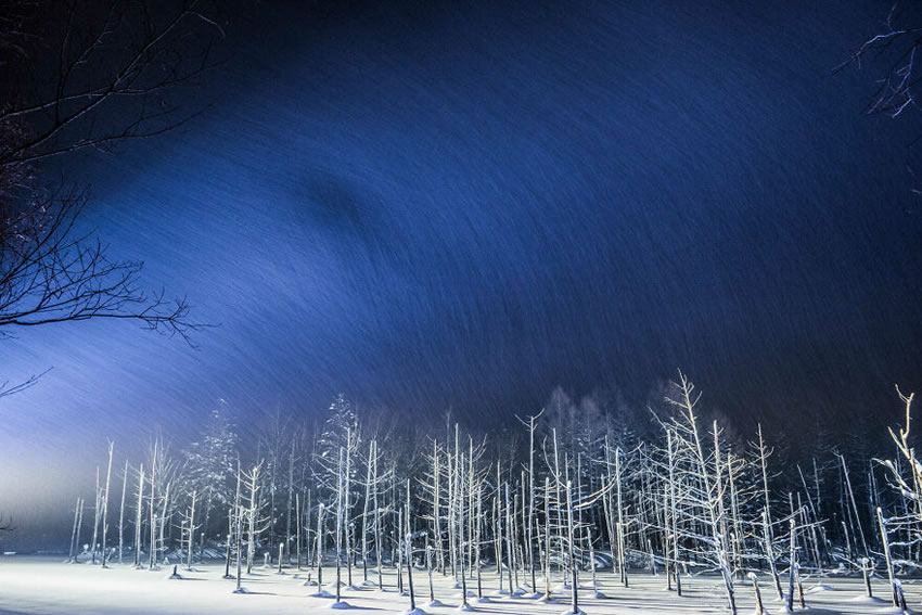 Beautiful Trees Of Hokkaido Japan By Roy Iwasaki