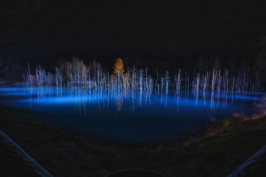 Beautiful Trees Of Hokkaido Japan By Roy Iwasaki