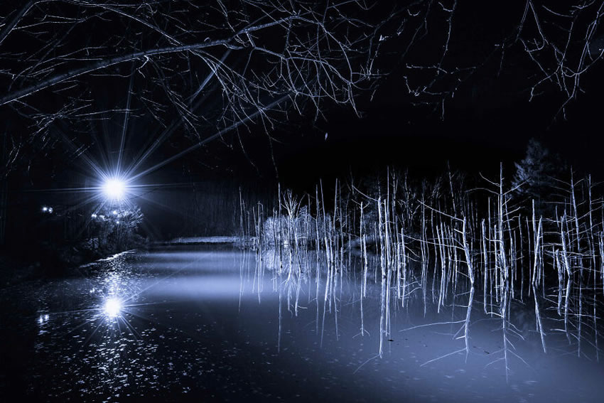 Beautiful Trees Of Hokkaido Japan By Roy Iwasaki