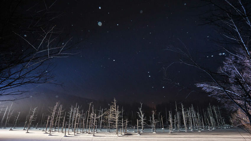 Beautiful Trees Of Hokkaido Japan By Roy Iwasaki