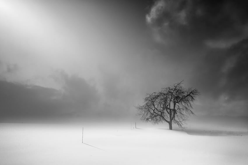 Beautiful Trees Of Hokkaido Japan By Roy Iwasaki