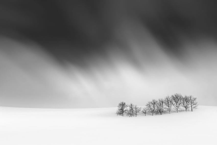 Beautiful Trees Of Hokkaido Japan By Roy Iwasaki