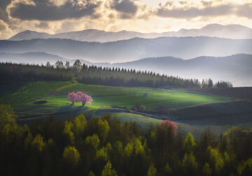 Beautiful Trees Of Hokkaido Japan By Roy Iwasaki