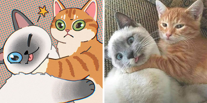 Cute Cat Photos into Comics