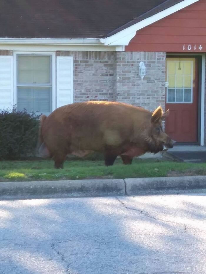 Huge Things in Life Shared By Absolute Units 