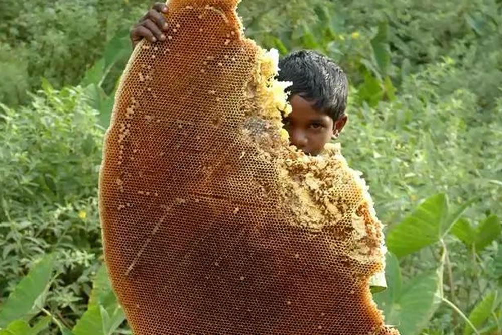 Huge Things in Life Shared By Absolute Units