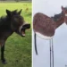 A braying donkey in a field next to a humorous child-like drawing of it