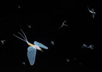 Translucent mayfly in flight against dark background