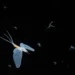 Translucent mayfly in flight against dark background