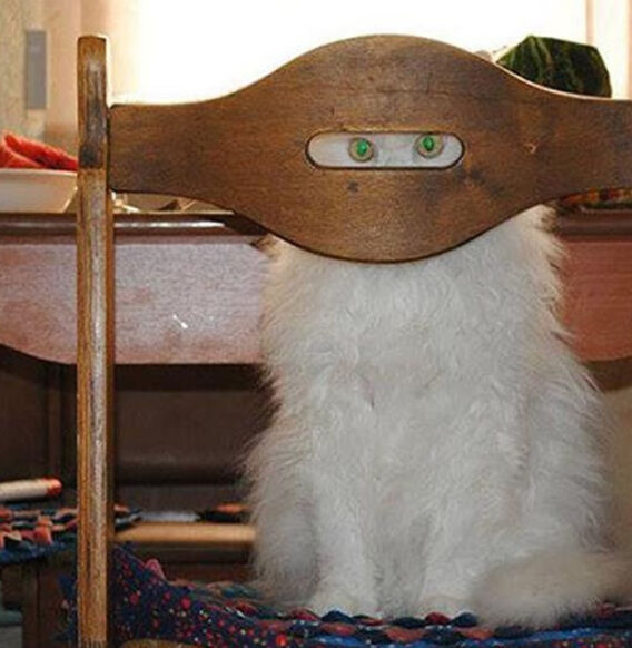 25 Photos That Show How Cats Are Masterful Ninjas