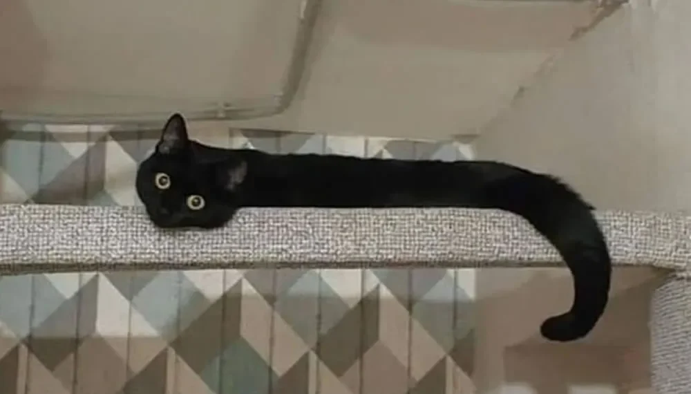 flexible funnny cats