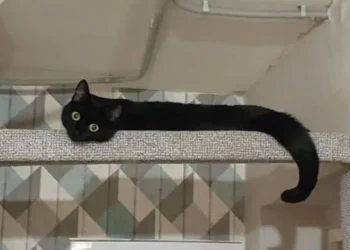flexible funnny cats