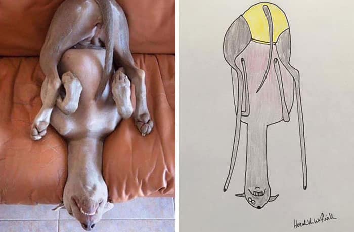 Funny Animal Portrait Drawings By Hercule Van Wolfwinkle