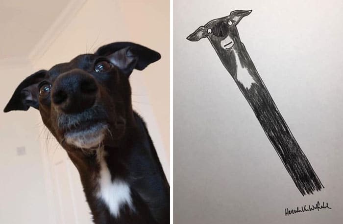 Dessins drôles de portraits d'animaux par Hercule Van Wolfwinkle