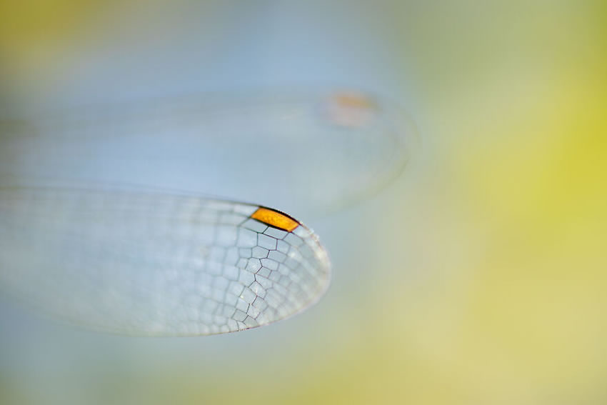 Minimal Close Up Photographer Of The Year 17 