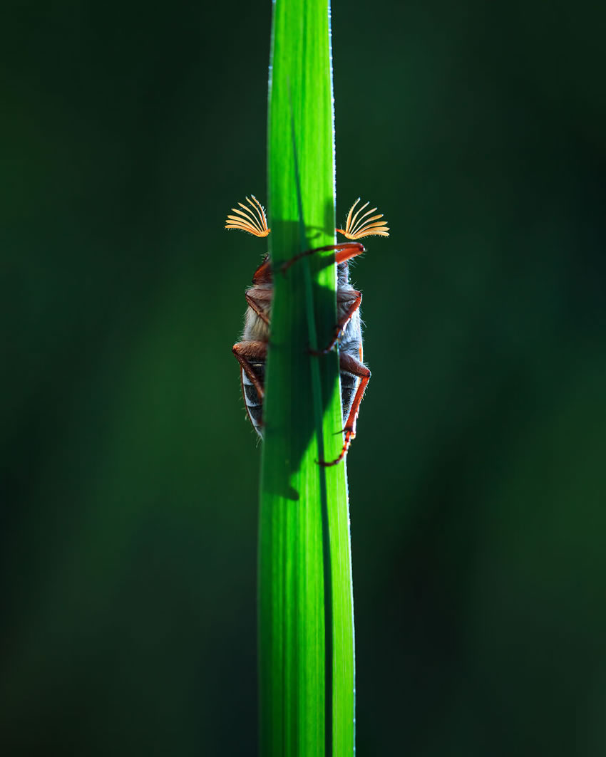 Close Up Photographer Of The Year Minimalism Winners