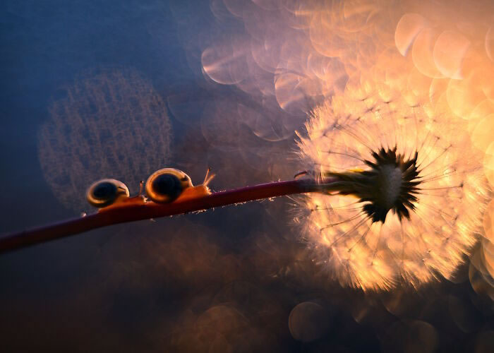 Snails In The Sun Macro Photography By Katarzyna Zaluzna