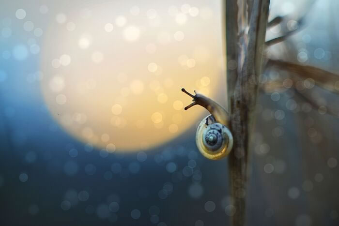 Snail Photography by Katarzyna Zaluzna