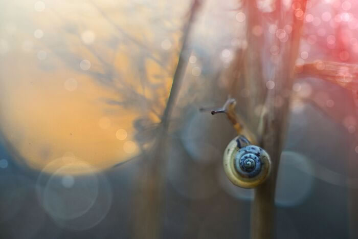 Snails In The Sun Macro Photography By Katarzyna Zaluzna