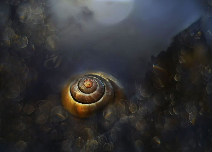 Snails In The Sun Macro Photography By Katarzyna Zaluzna