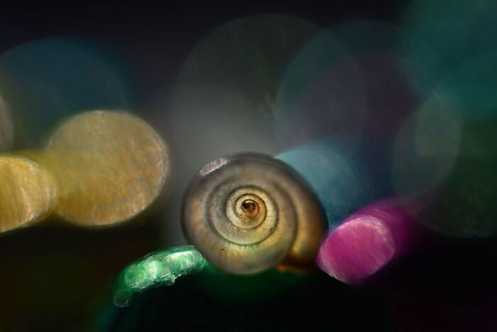 Snails In The Sun Macro Photography By Katarzyna Zaluzna