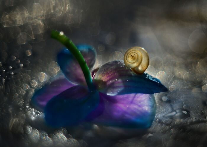 Snail Photography by Katarzyna Zaluzna