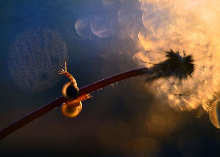 Snails In The Sun Macro Photography By Katarzyna Zaluzna