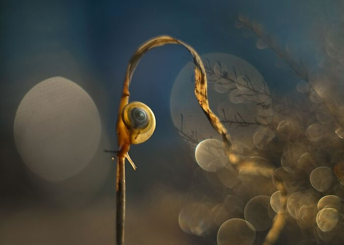 Snails In The Sun Macro Photography By Katarzyna Zaluzna