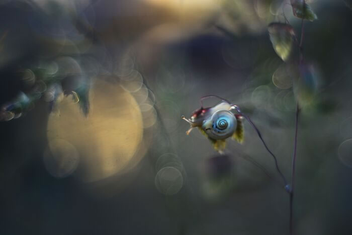 Snails In The Sun Macro Photography By Katarzyna Zaluzna