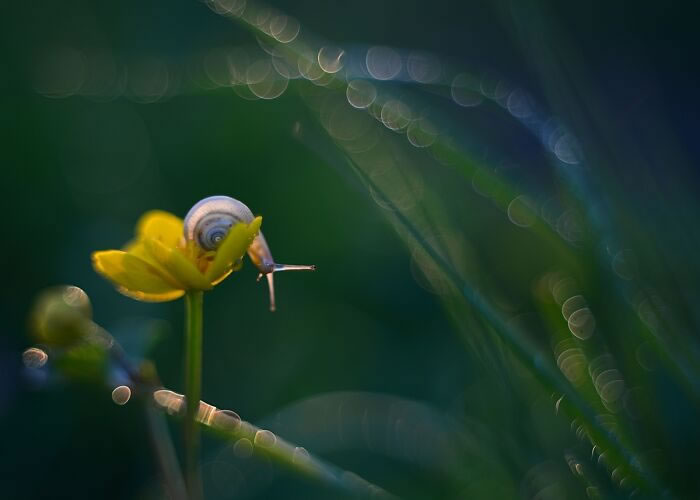 Snails In The Sun Macro Photography By Katarzyna Zaluzna