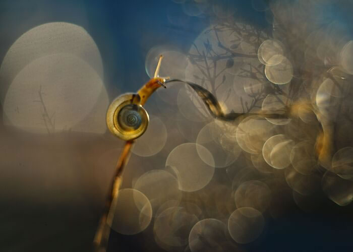 Snails In The Sun Macro Photography By Katarzyna Zaluzna