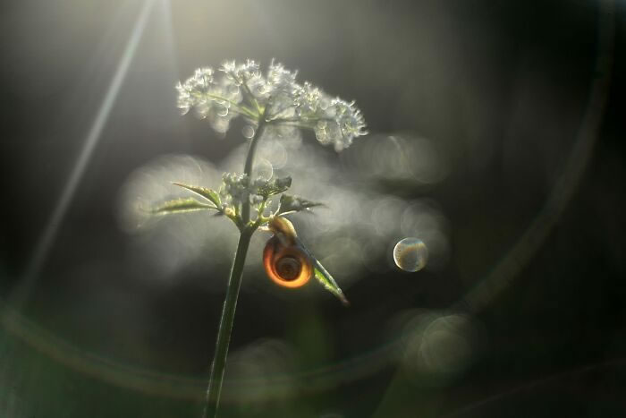 Snails In The Sun Macro Photography By Katarzyna Zaluzna