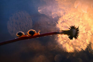 Photographer Katarzyna Załużna Captured Mesmerizing Snail Photographs ...