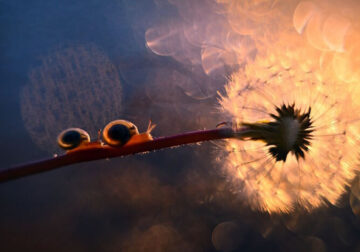 Snails In The Sun Macro Photography By Katarzyna Zaluzna
