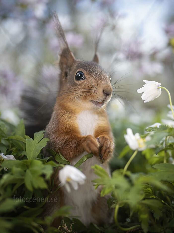 Squirrel Photography By Johnny Kaapa