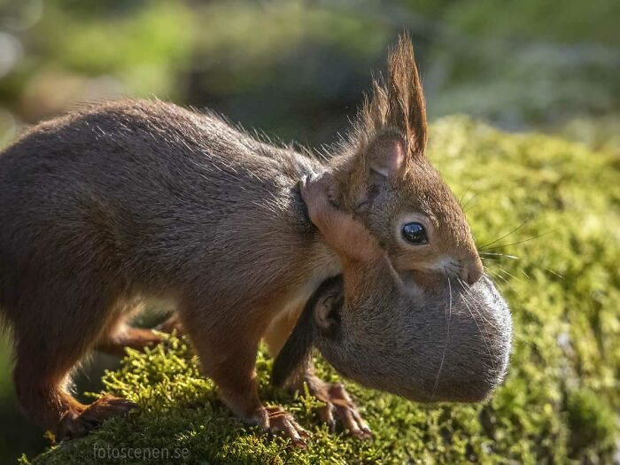 Squirrel Photography By Johnny Kaapa