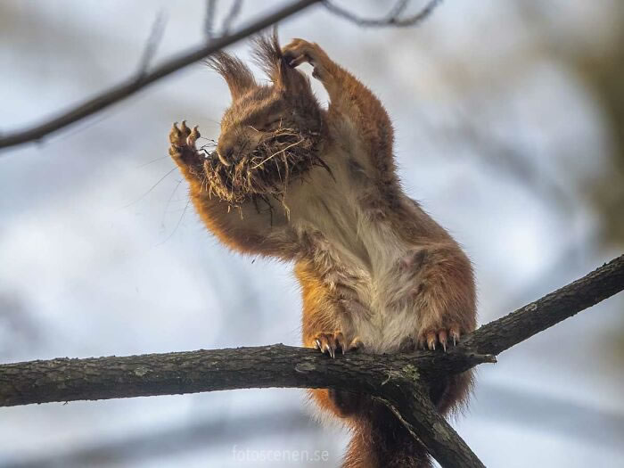 Photographie d'écureuil par Johnny Kaapa