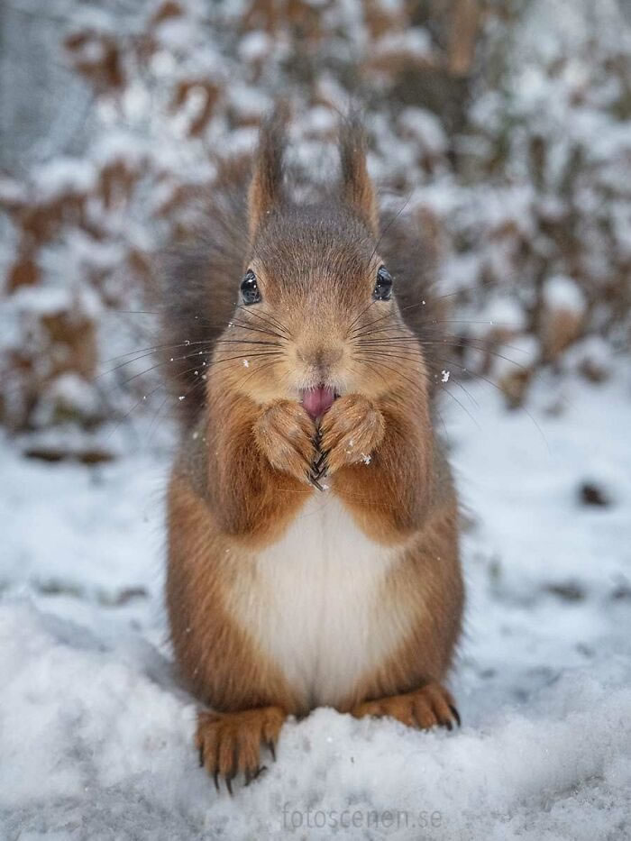 Squirrel Photography By Johnny Kaapa