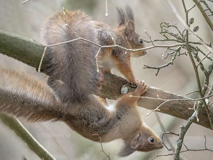 Squirrel Photography By Johnny Kaapa