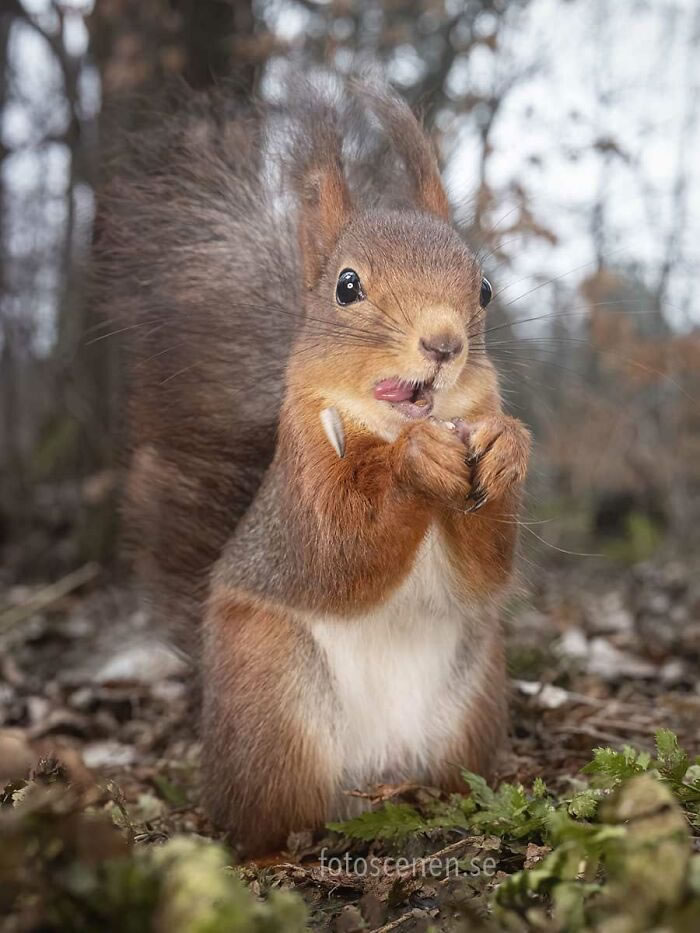 Squirrel Photography By Johnny Kaapa