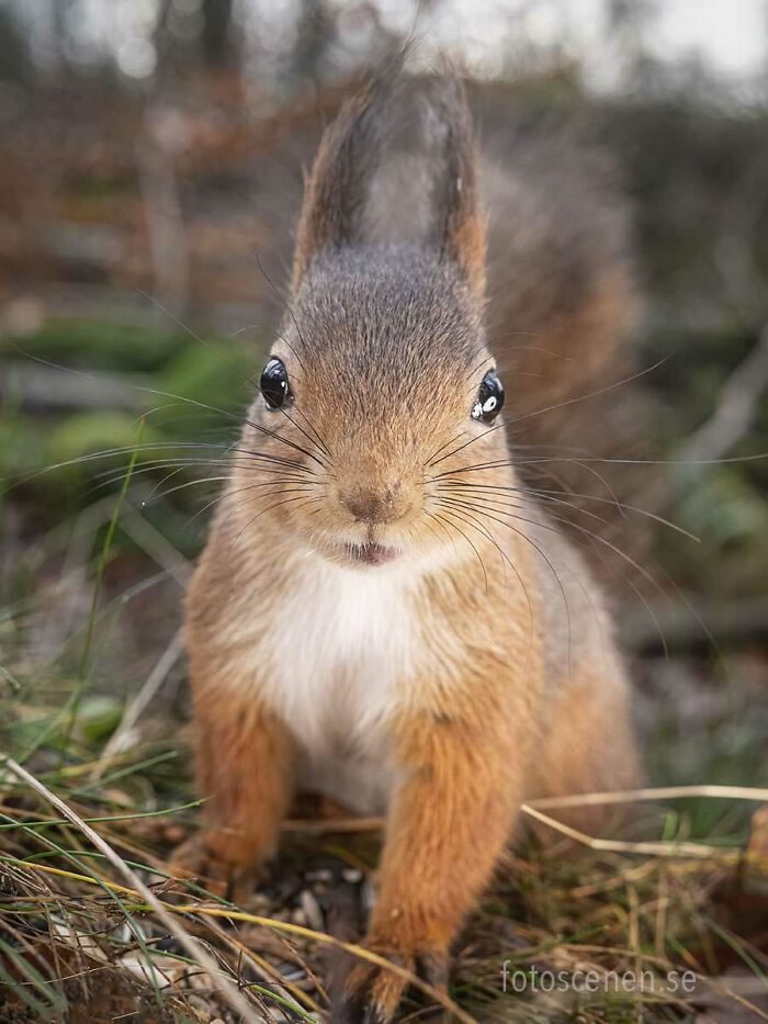 Squirrel Photography By Johnny Kaapa