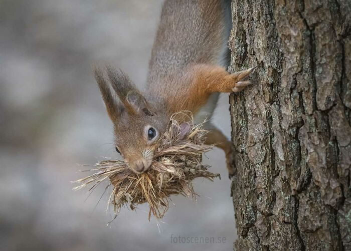 Squirrel Photography By Johnny Kaapa