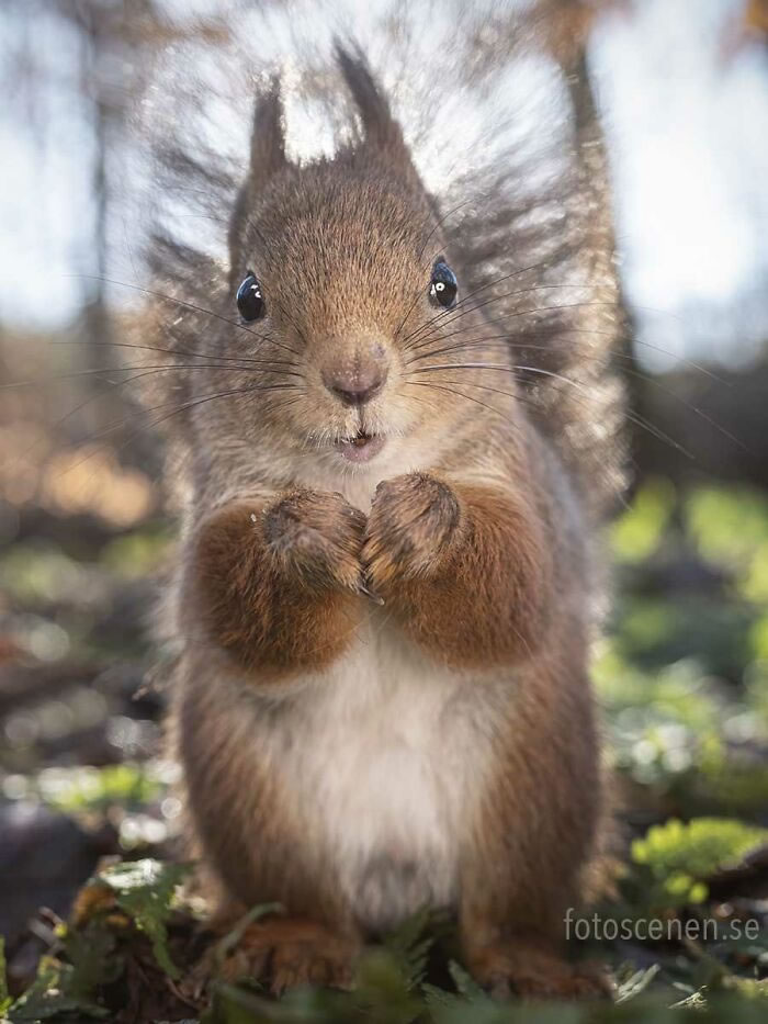 Squirrel Photography By Johnny Kaapa