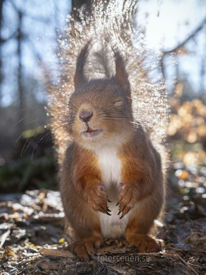 Photographie d'écureuil par Johnny Kaapa