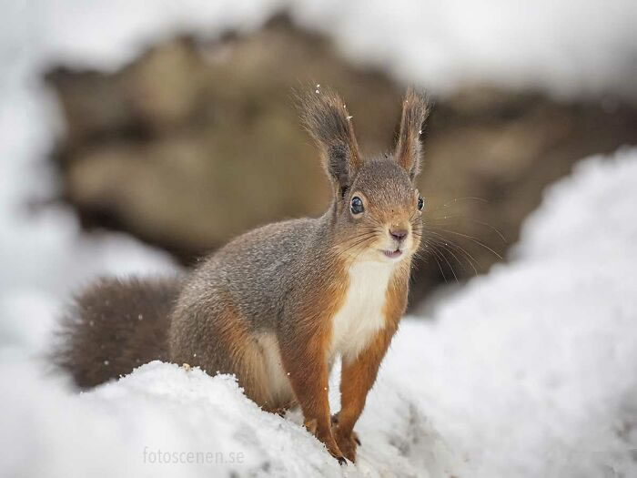 Squirrel Photography By Johnny Kaapa