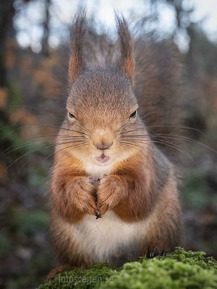 Squirrel Photography By Johnny Kaapa