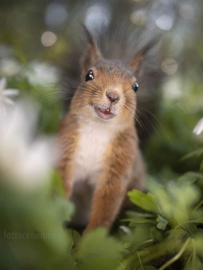 Squirrel Photography By Johnny Kaapa