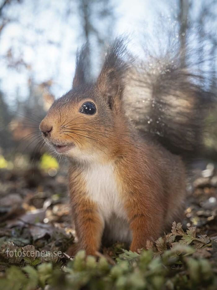 Squirrel Photography By Johnny Kaapa