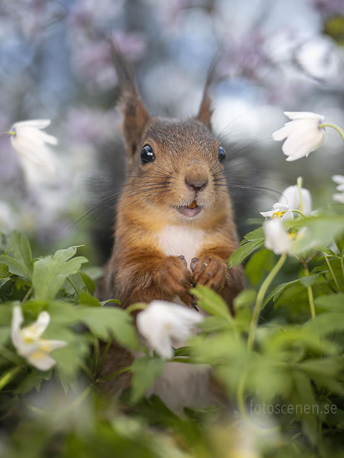 Squirrel Photography By Johnny Kaapa