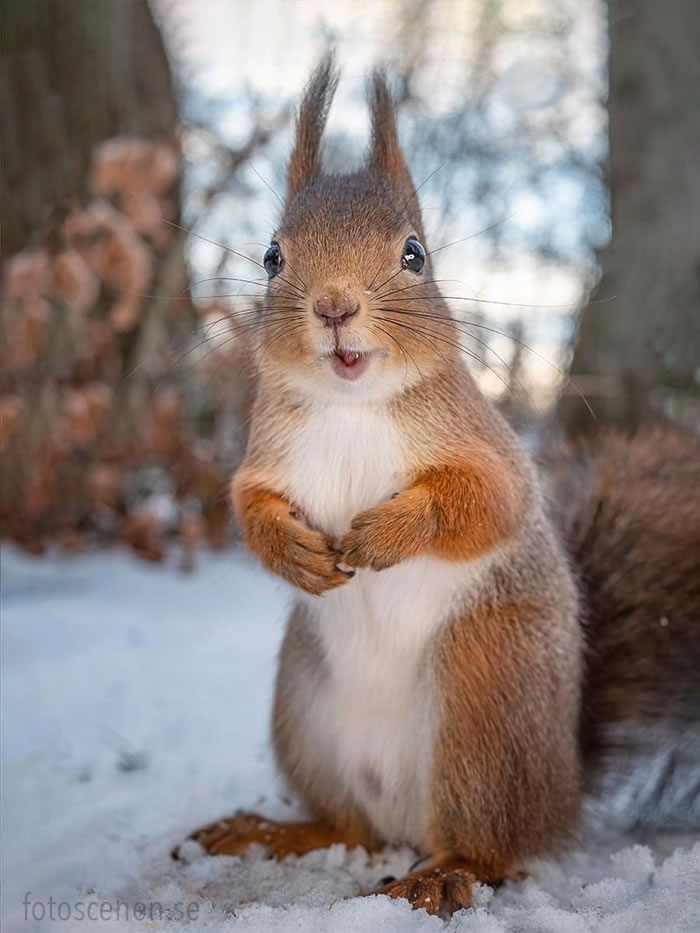 Squirrel Photography By Johnny Kaapa